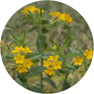 Hoary puccoon - Plants