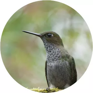 Hoary puffleg