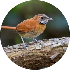 Hoary-throated spinetail
