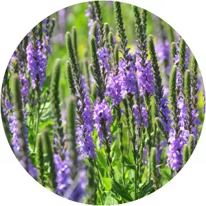 Hoary vervain - 