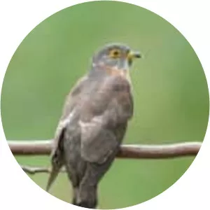 Hodgson's hawk-cuckoo