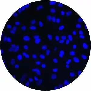 Hoechst stain - Chemical compound