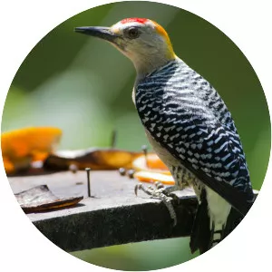 Hoffmann's woodpecker