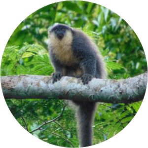 Hoffmanns's titi monkey