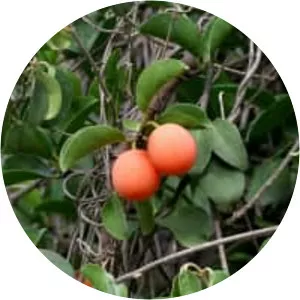 Hog plum - Plants