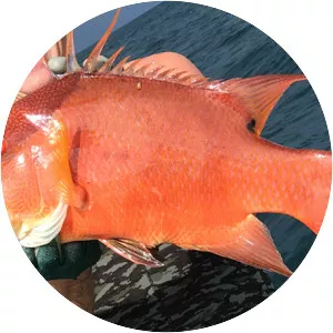 Hogfish