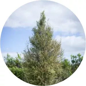 Hoheria angustifolia