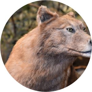 Hokkaido wolf - Animal