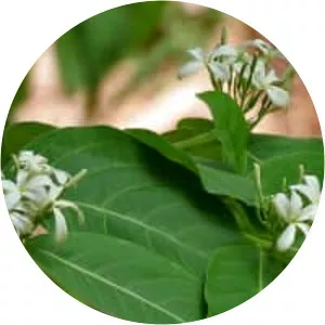 Holarrhena pubescens