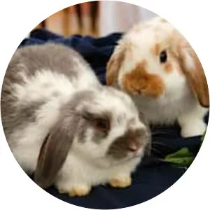Holland Lop - Domestic rabbits breed