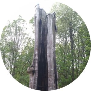 Hollow Tree Vancouver