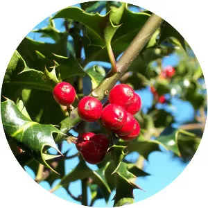 Holly Kennedy - Fictional character