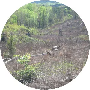 Holly Springs National Forest - 