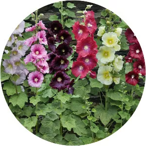 Hollyhock - Plants