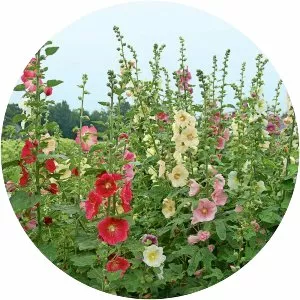 Hollyhocks