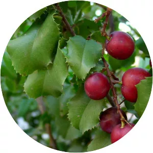 Hollyleaf cherry - Plants