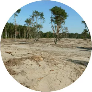 Holmer Sandberge - 