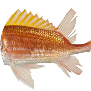 Holocentrus adscensionis