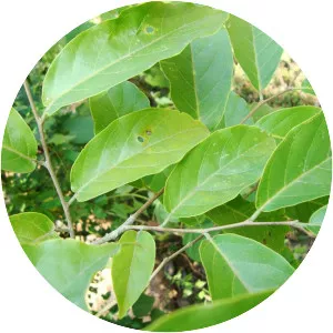 Holoptelea integrifolia - Plants