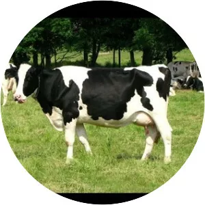 Holstein Friesian cattle - Cattle breed