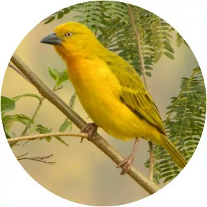 Holub's golden weaver
