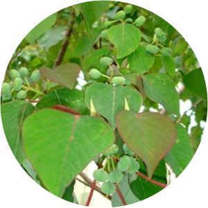 Homalanthus populifolius - 