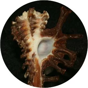 Homalocantha scorpio