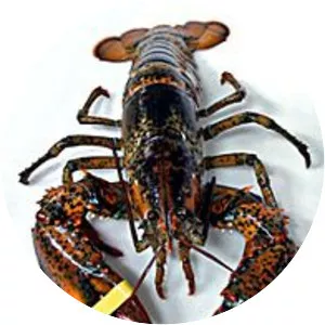 Homarus
