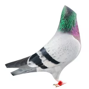 Homing pigeon