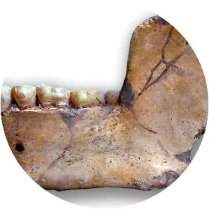 Homo erectus mauritanicus