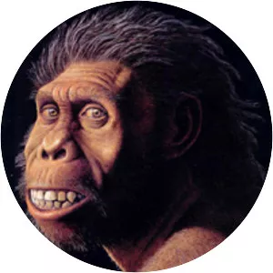 Homo georgicus - Primate