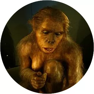 Homo habilis