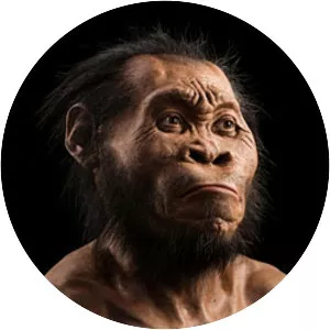 Homo heidelbergensis - Primate