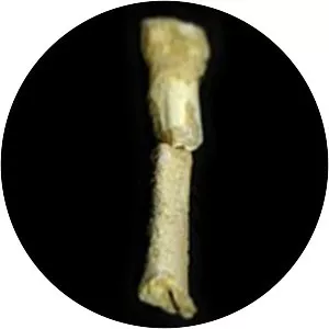 Homo luzonensis