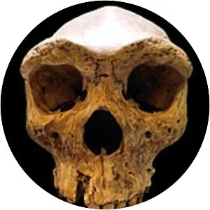 Homo rhodesiensis - Primate