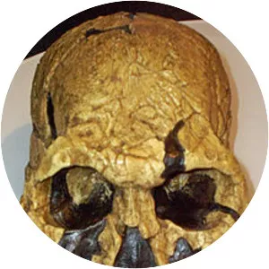 Homo rudolfensis - Primate