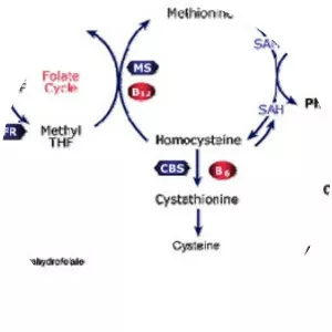 Homocysteine - 