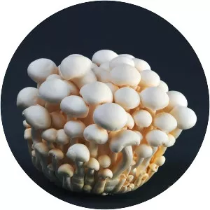 Hon-shimeji - Edible mushroom