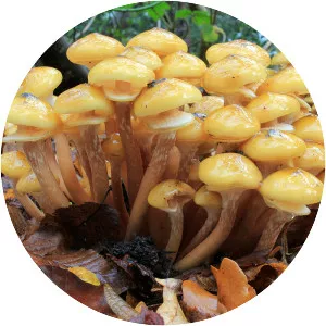Honey fungus (Bal Mantarı)