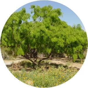 Honey mesquite