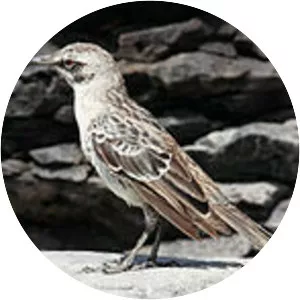 Hood mockingbird - Bird