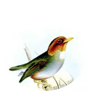 Hooded antpitta - Bird