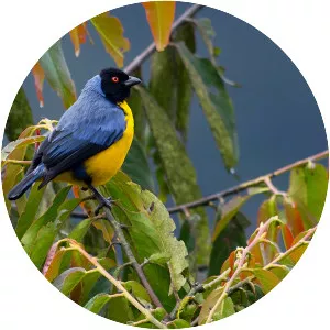 Hooded mountain tanager - Bird