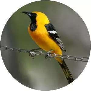 Hooded oriole