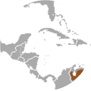 Hooded red-sided opossum - Animal