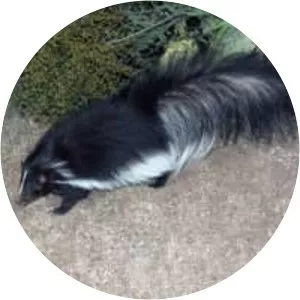 Hooded skunk - Animal