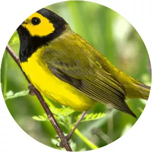 Hooded warbler - Bird