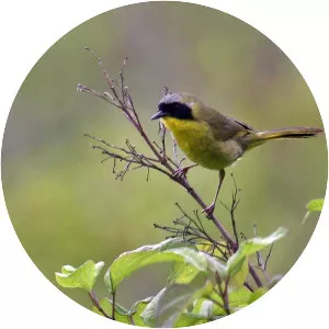 Hooded yellowthroat