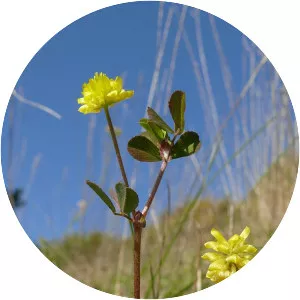 Hop trefoil - Plants