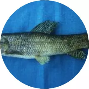 Hoplias microlepis